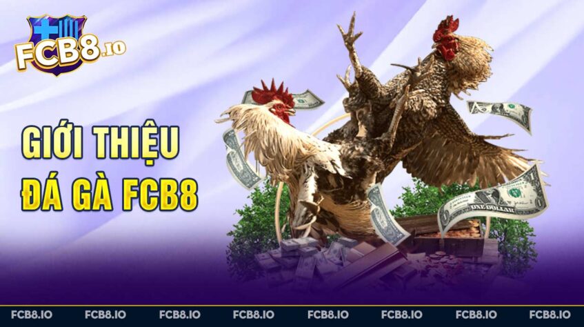 Giới thiệu Đá gà FCB8