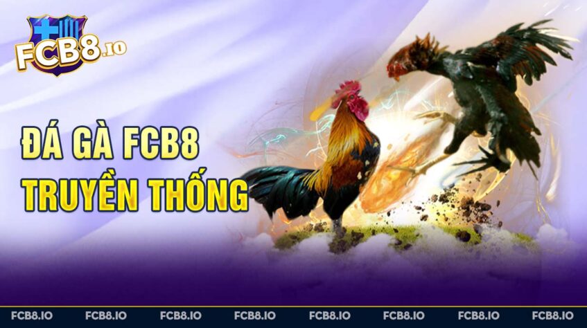 Đá gà FCB8 truyền thống